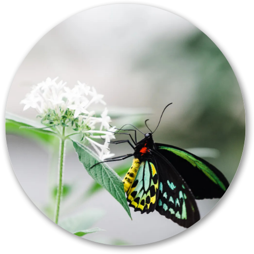 The Butterfly printed wooden painting - 12 inch