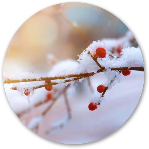 The Snow Cherries printed wooden painting - 12 inch