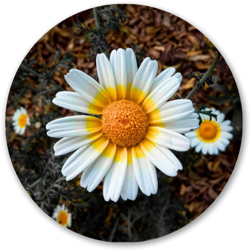 The Daisy printed wooden painting - 12 inch