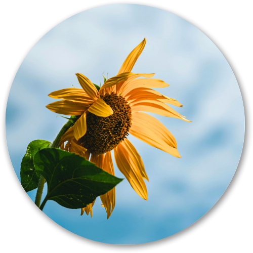 The Blooming Sunflower printed wooden painting - 12 inch
