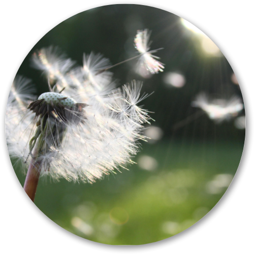 The Dandelion in Wind printed wooden painting - 12 inch