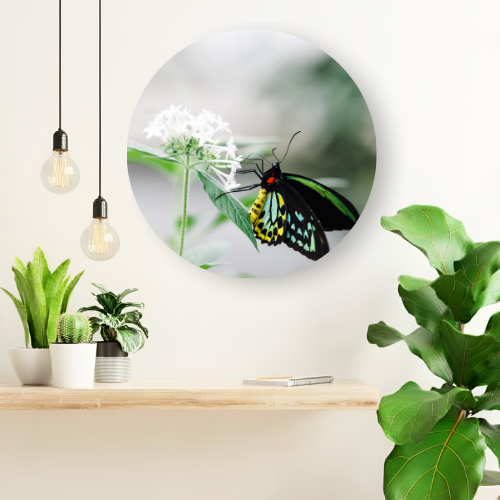 The Butterfly printed wooden painting - 12 inch