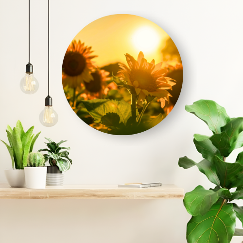 Sunkissed Sunflower field printed wooden painting - 12 inch