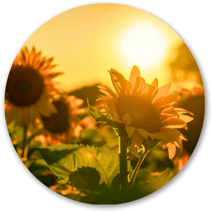 Sunkissed Sunflower field printed wooden painting - 12 inch