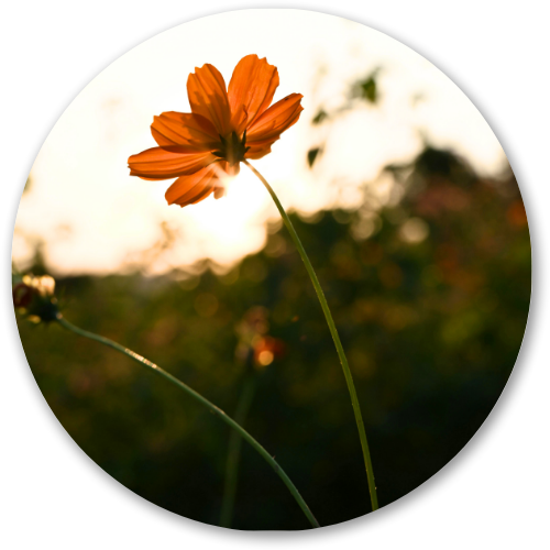 Under the Flower's Shade printed wooden painting - 12 inch