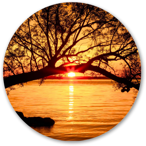 Sunset through the old tree printed wooden painting - 12 inch