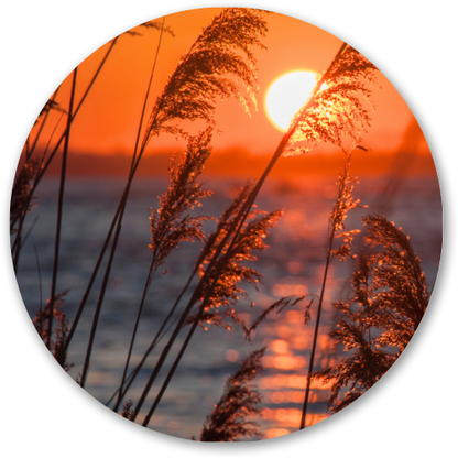 Sunset through Hay printed wooden painting - 12 inch