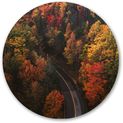 Road Via Hue Forest printed wooden painting - 12 inch